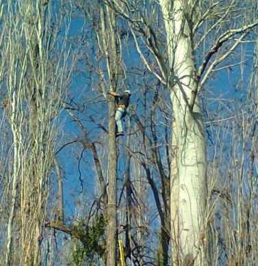 Poda y erradicación de forestales