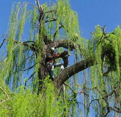 Poda y erradicación de forestales